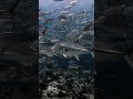 Swimming Through Hundreds of Fish in the Maldives #shorts