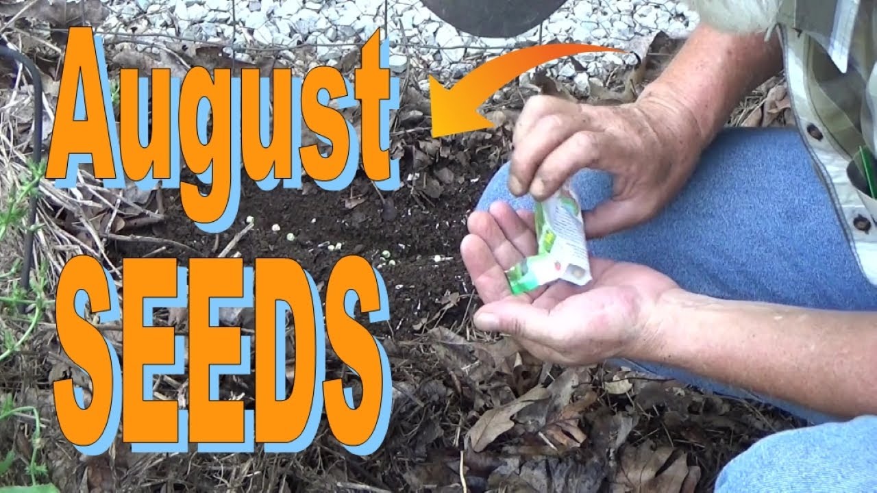 What Seeds To Plant In August In The Deep Mulch Garden 812022 YouTube