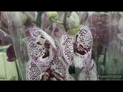 Леруа: Шикарные Свежие Орхидеи 29 марта 2024г.