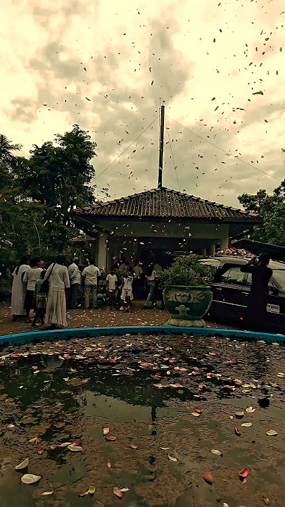 දුර ඈත පාවී ගියා🎼🕊️#cinematography #viral #foryou #veidography #beautyofnature #trend #fyp #short