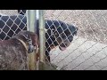 Entering A Dog Park With Rottweilers My Dog Fought In The Past