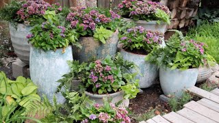 Beautiful Planters in Progress...Hydrangeas, Ferns & Potato Vines to the Rescue