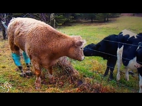 Videó: Pet Scoop: tehén két protetikus lábat kap, áttörve uralkodókat a „sírveszélyben”