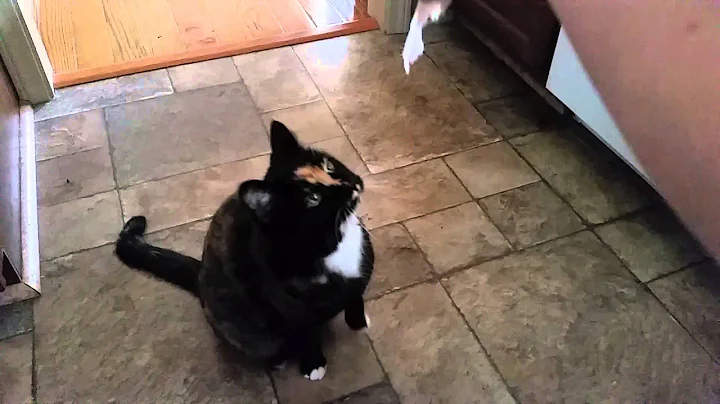 Cat Begging Like A Dog