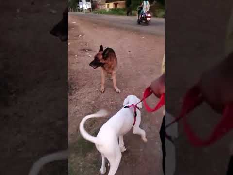 German Shepherd vs Rajapalayam Dog