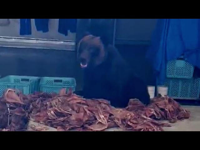 クマが作業場に入り込み、約20キロのスルメイカを…目撃した従業員が