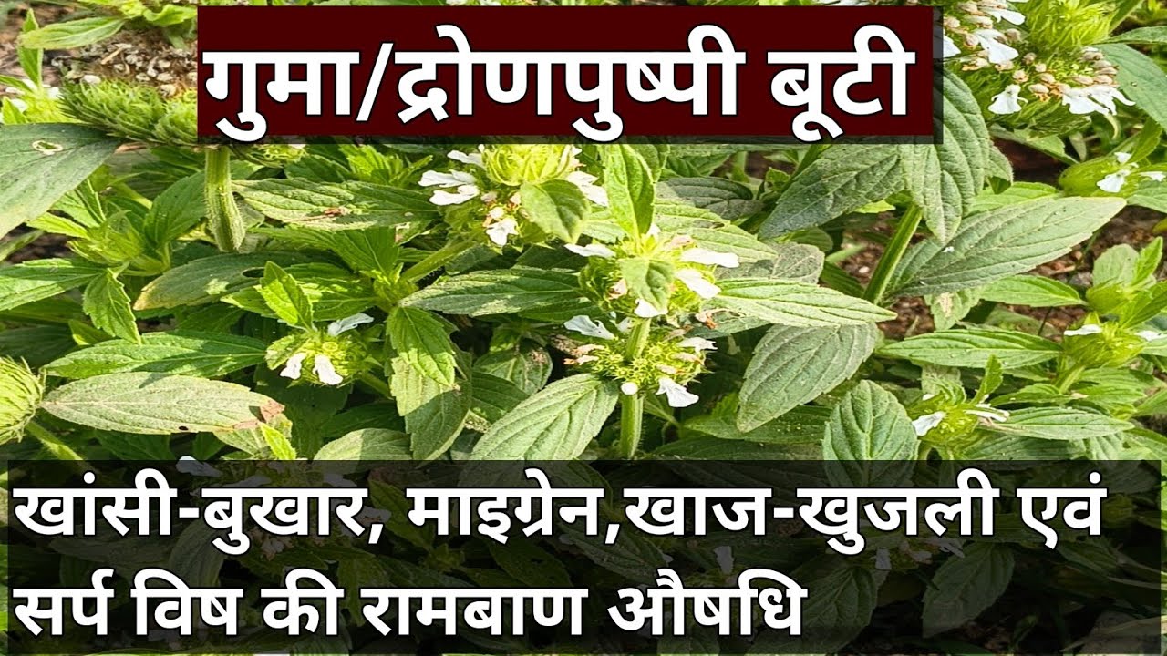 The Benefits and Uses of Dronpushpi Herb