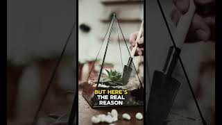 Why Cash is KING in 2026 (Li Lu Analysis)