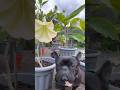 Brugmansia Flower Feed рџЊ Brugmansia Flowers Brugmansia Flower Feed рџЊ Brugmansia Flowers