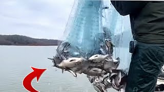 Here’s How to Catch Tons Of Shad Every Time 