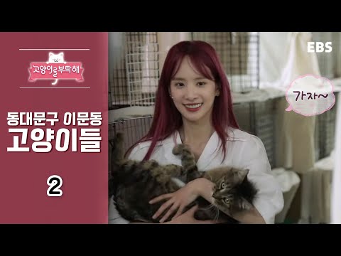 고양이를 부탁해 - 동대문구 이문동 고양이들_#002