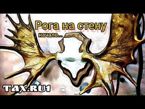 рога лося очистка черепа