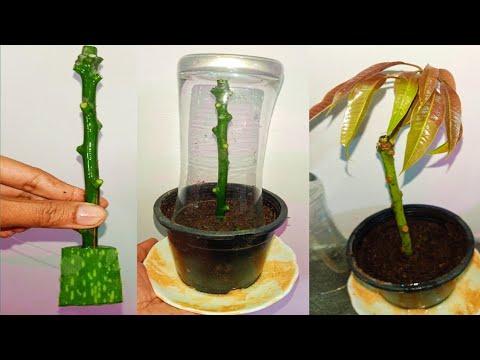 Growing Mango Tree Cutting In A Aloevera - YouTube