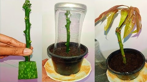 Growing Mango Tree Cutting In A Aloevera