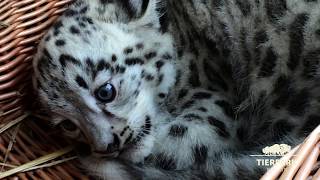 Kitai, der kleine Schneeleopard - Kitai, the little snow leopard