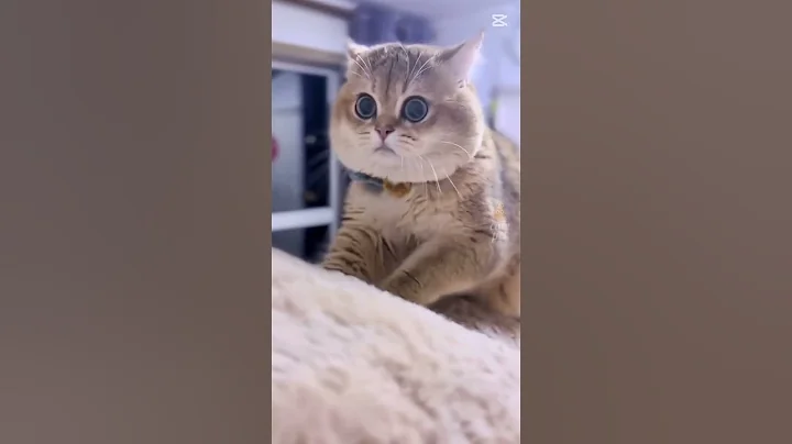 Video 10894611: cat kittens cute big, cat mom cute kitten, cat funny kittens mom