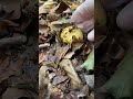 สีนี้มีเยอะแต่เค้าไม่กิน Inedible Russula mushrooms #wildmushrooms UK