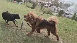 Rottweiller pulling Tibetanmastiff 😅😅 #rott #tm by The Pahadi Dogs 435 views 11 months ago 36 seconds