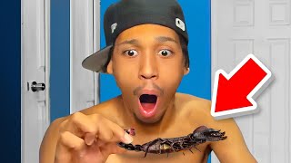 I Ate A Scorpion on Stream
