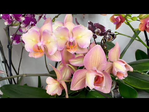 Видео: ДОРОГИЕ орхидеи // обзор полок с орхидеями