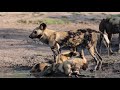 WILD DOGS and SIBUYE Female's cub