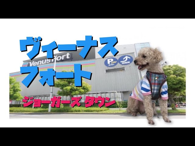 ペットと行けるお台場ヴィーナスフォートが最高すぎた ジョーカーズタウン チャチャ丸 保護犬プードル Youtube ペットと行けるお台場ヴィーナスフォートが最高すぎた ジョーカーズタウン チャチャ丸 保護犬プードル Youtube