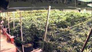 Medical Marijuana Program At Sccc May Launch T