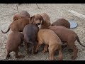 HUNGRY Talking 7.5 week REDBONE COONHOUND PUPPIES - Ginger x Red Sun