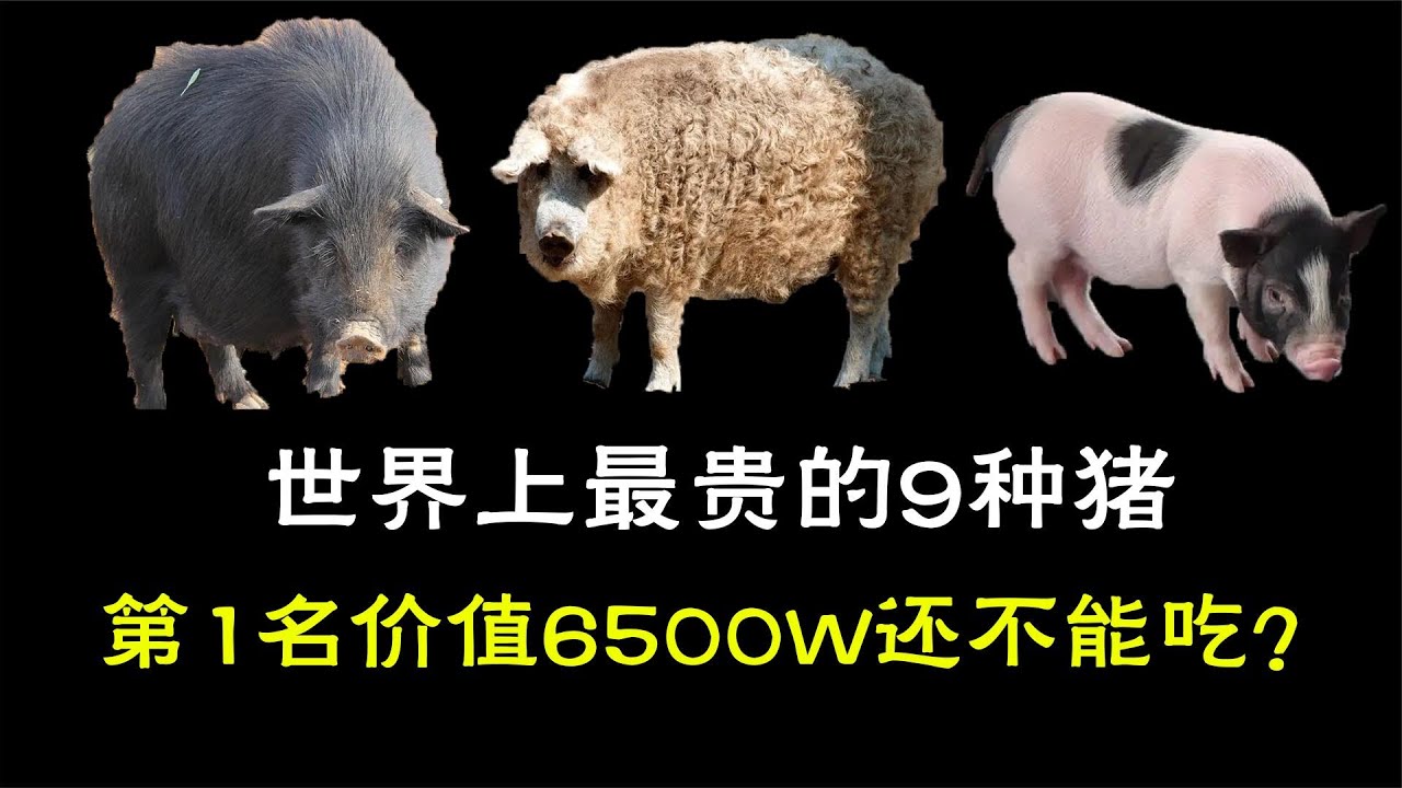 牛世界精猪　 タケダ猪精肉店｜ジビエ・猪肉専門店のオンラインショップ