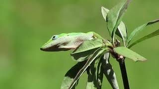 Green Anole Dewlap display...