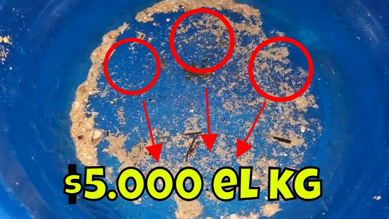 ⁣Este el increíble precio de este pez por kilogramo. Te contamos por qué