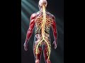 What Happens Inside Your Body When You Walk 5000 to10,000 Steps everyday #viral #fitnesstracking