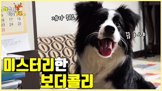 일정 시간만 되면 바닥과 벽에 돌진을 하는 보더콜리 폴리의 이상증세