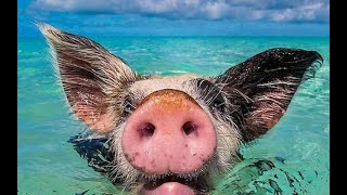 Водоплавающие Свинки на Багамских Островах / Что Они Делают Посреди Океана?