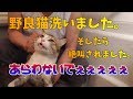 めちゃくちゃ薄汚れてきた猫をお風呂に入れたら大絶叫されました。