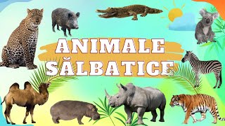 Invata Animalele Salbatice - JOC cu animale