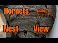 Hornets build nest on window. Video #4