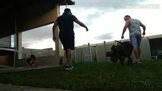 Pit Bull O Cão Mais Completo Do Mundo.