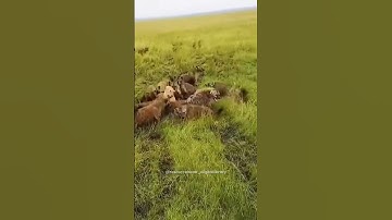 Unity Is Strength #shorts#viral #unity#strength#unityindiversity #unityisstrength#motivation#animals