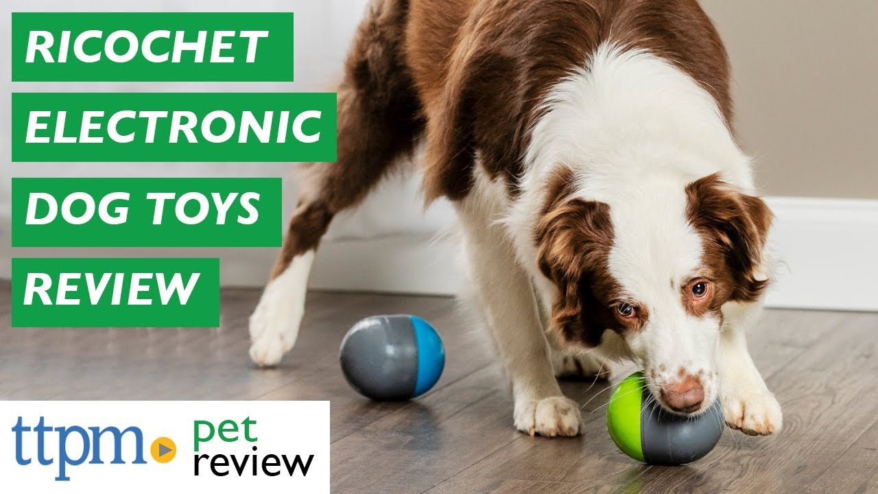 Ricochet Electronic Dog Toys from 