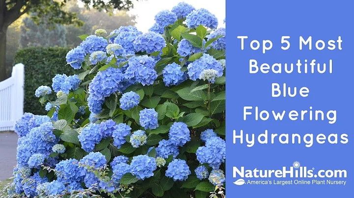 Top 5 Most Beautiful Blue Flowering Hydrangeas | NatureHills.com - DayDayNews