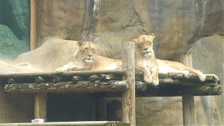 A DAY AT THE ERIE ZOO (WITH SAFARILAND TRAIN RIDE!) (4K)