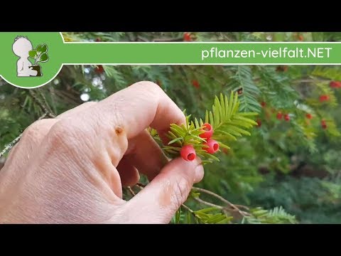 Video: Eibenbeere (49 Fotos): Beschreibung Der Eiben 