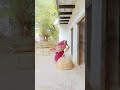 lambi Bahu unche boot Manga lunga #viral #trending #funny #comedy
