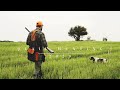 Quail hunting| August 2020 | Лов препелице | Август 2020 |