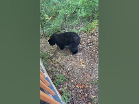 Sevierville Family'S Close Call: Black Bear'S Unexpected Visit - xz6geet
