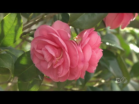 Japanese Camellia (Camellia Japonica) What is it? Where Can You Grow It? -  YouTube