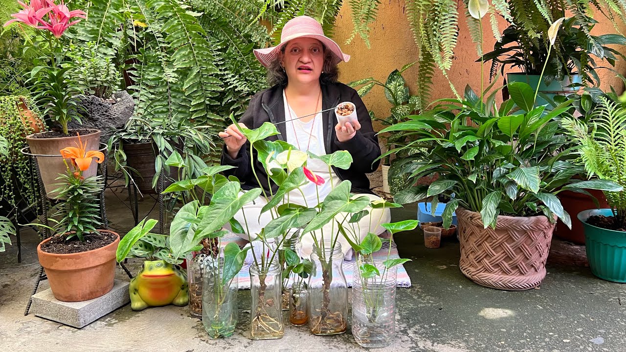 Los Anturios en agua me dieron Flor por Este Alimento 😍