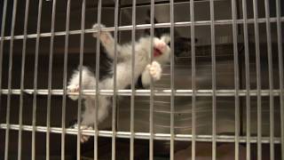 Download lagu St. Louis County Animal Shelter in crisis