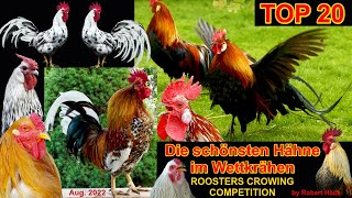 Most beautiful roosters crowing compilation - Various chicken breeds from Phoenix to Red Jungle fowl